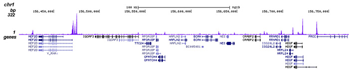 HDAC6 Antibody for ChIP-seq