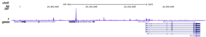 HDAC6 Antibody for ChIP-seq assay