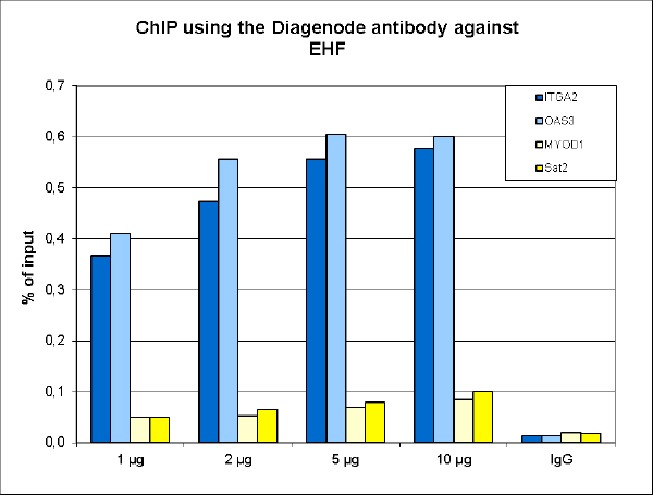 EHF Antibody ChIP Grade