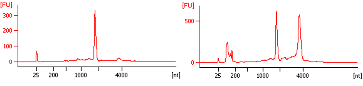 m66A Antibody validated for RIP