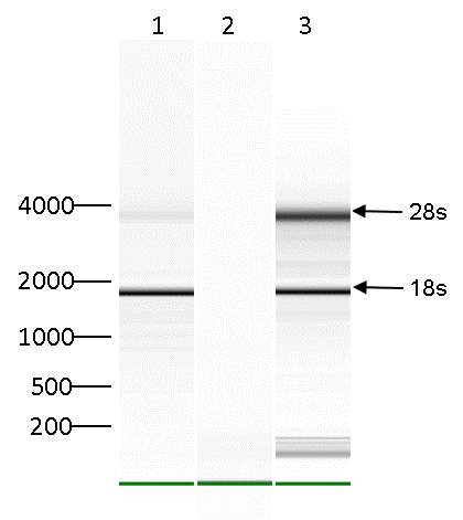 m66A Antibody validated in RIP