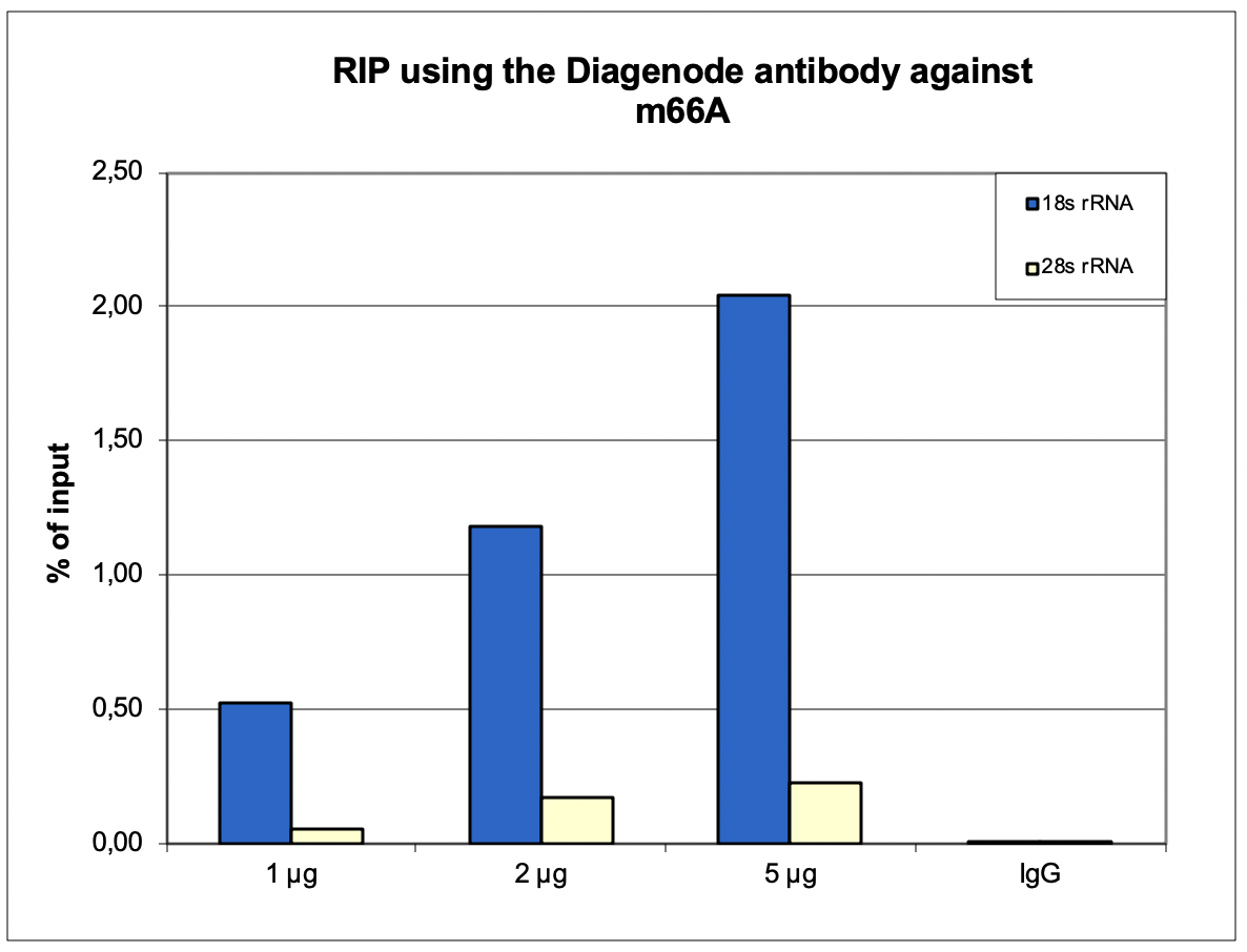 m66A Antibody validated for RIP