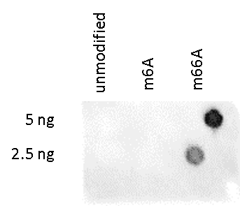 m66A Antibody Dot Blot Validation