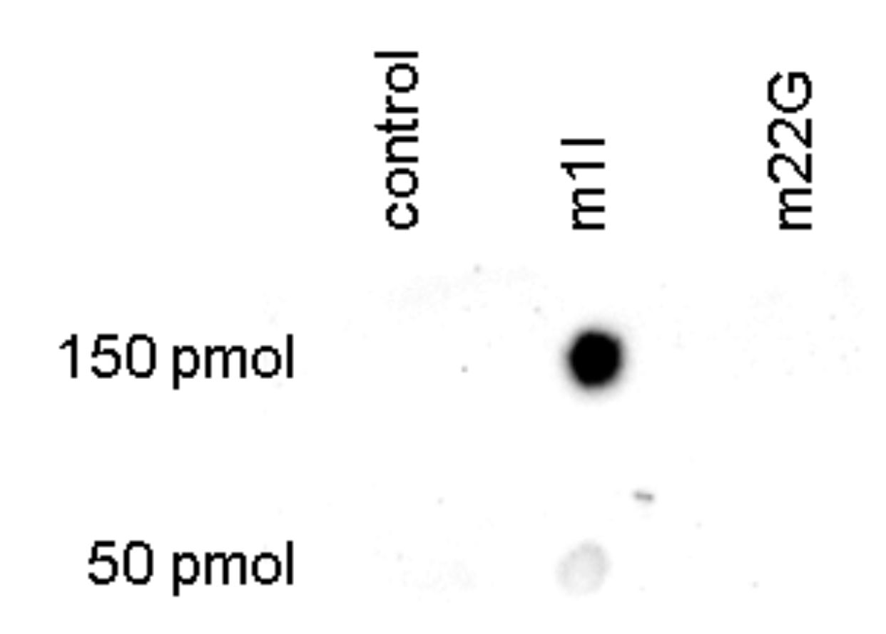 m1I Antibody Dot Blot validation