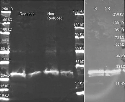 Western blot 