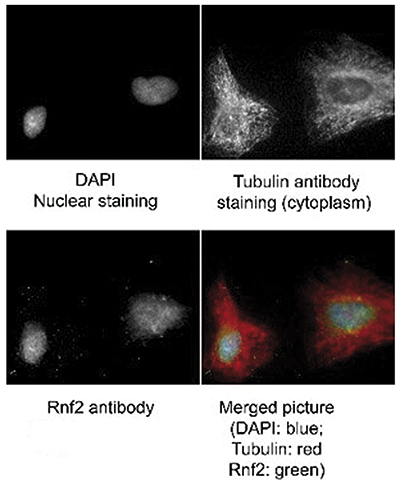 Immunofluorescence