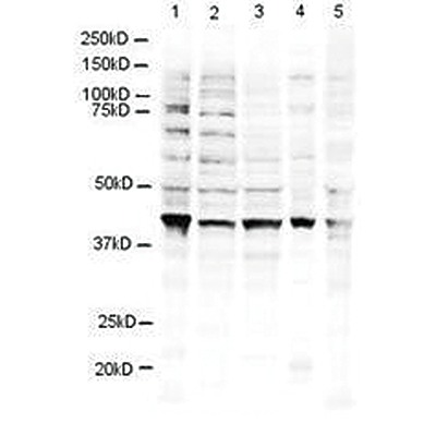 Western blot