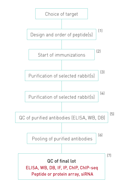 Antibodies production and QC process