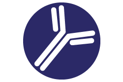 Anti-Brain lipid binding protein Antibody from rabbit, purified by affinity  chromatography