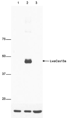 LwaCas13a Antibody validated for Western Blot