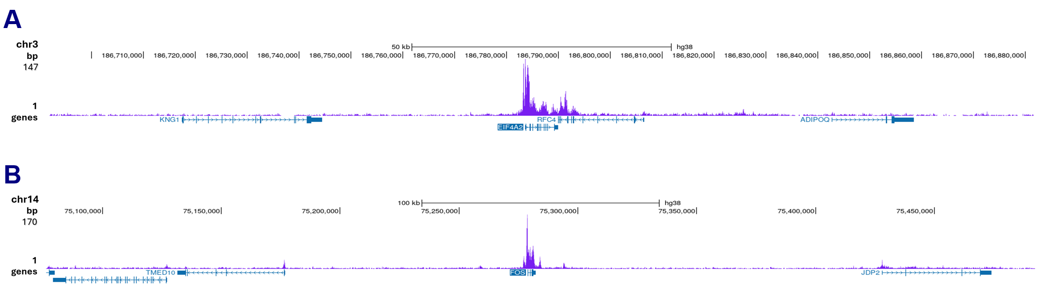 Pol II Antibody validated in CUT and Tag