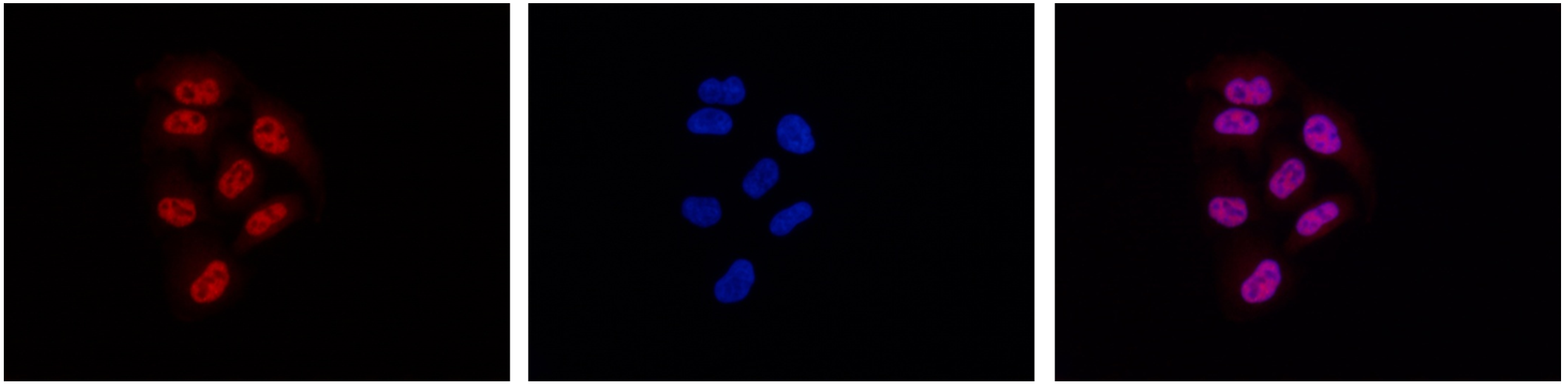 Pol II Antibody for Immunofluorescence