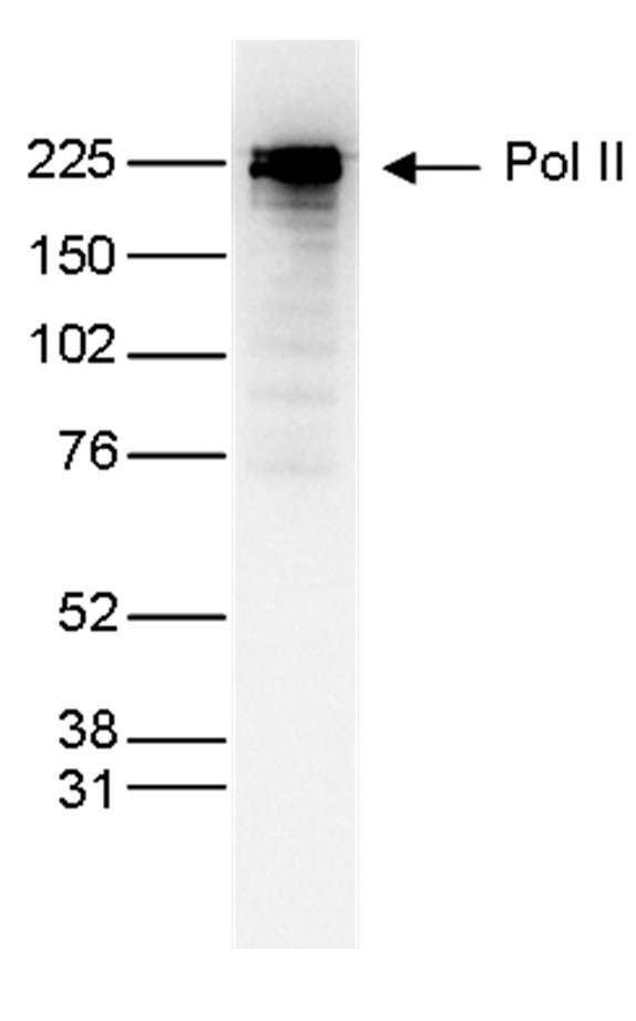 Pol II Antibody for Western Blot