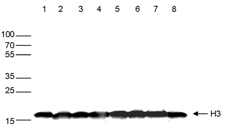 H3pan Antibody validated in Western Blot