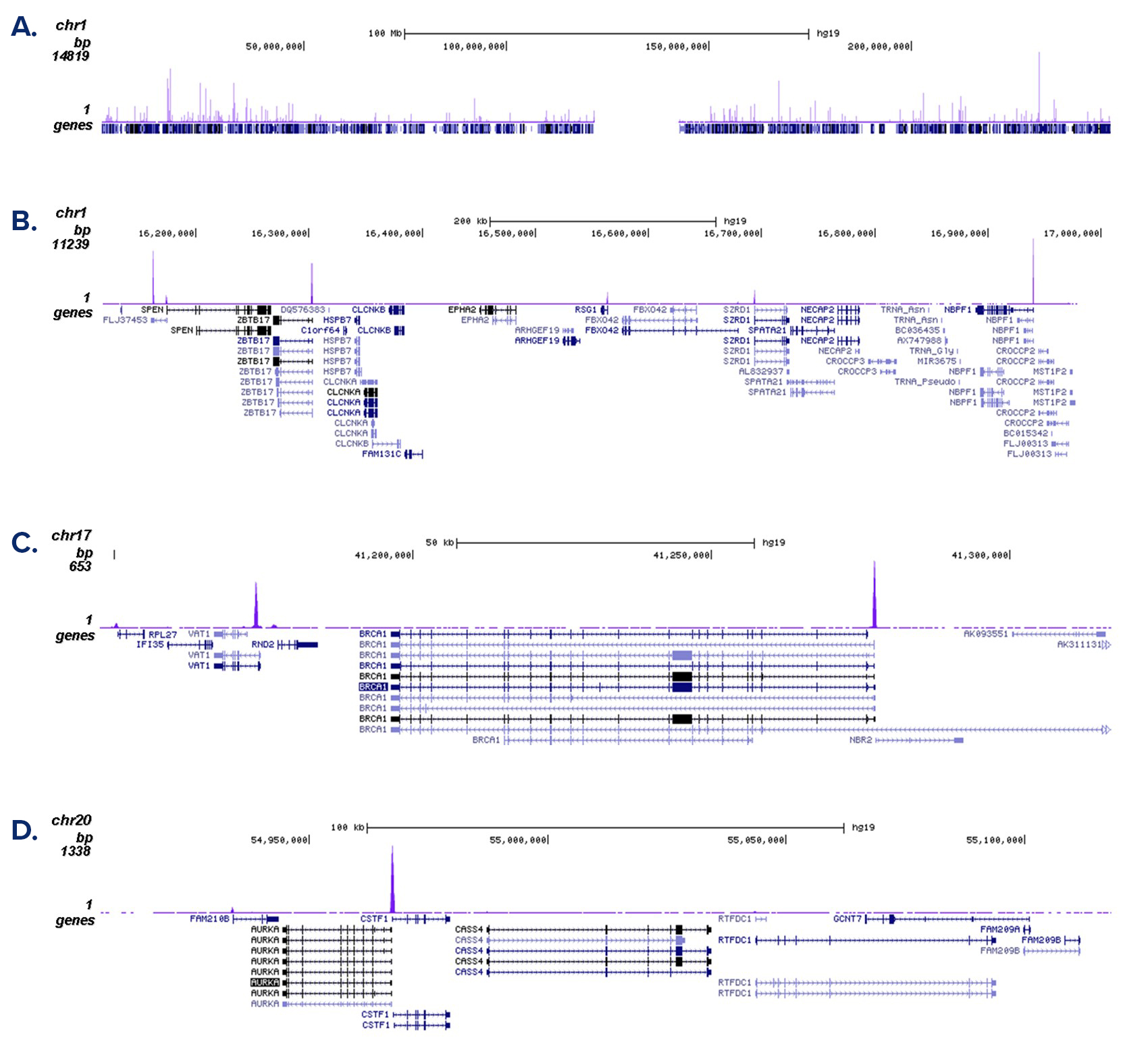 NRF1 Antibody ChIP-seq Grade