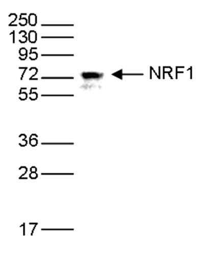 NRF1 Antibody validated in Western Blot 