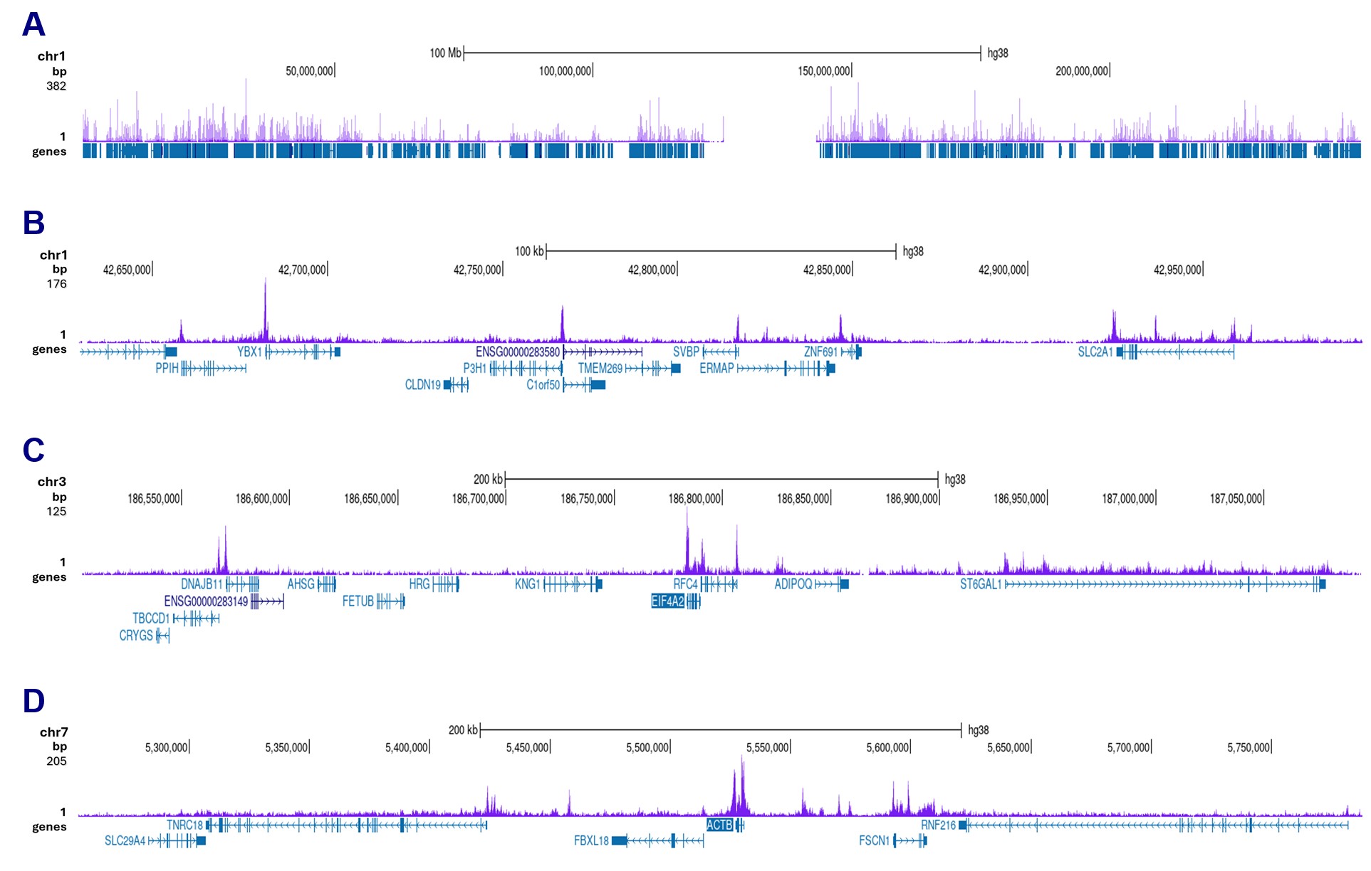HDAC1 Antibody ChIP Grade
