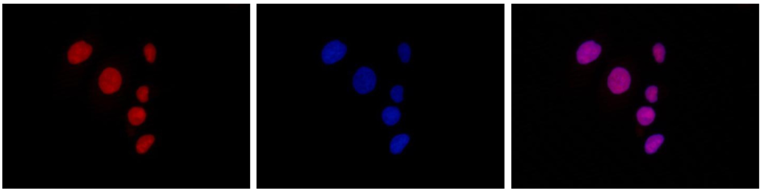 HDAC1 Antibody validated in Immunofluorescence
