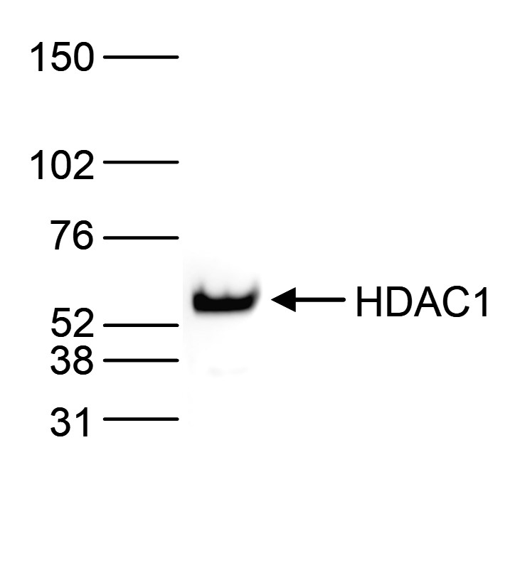 HDAC1 Antibody validated in Western Blot