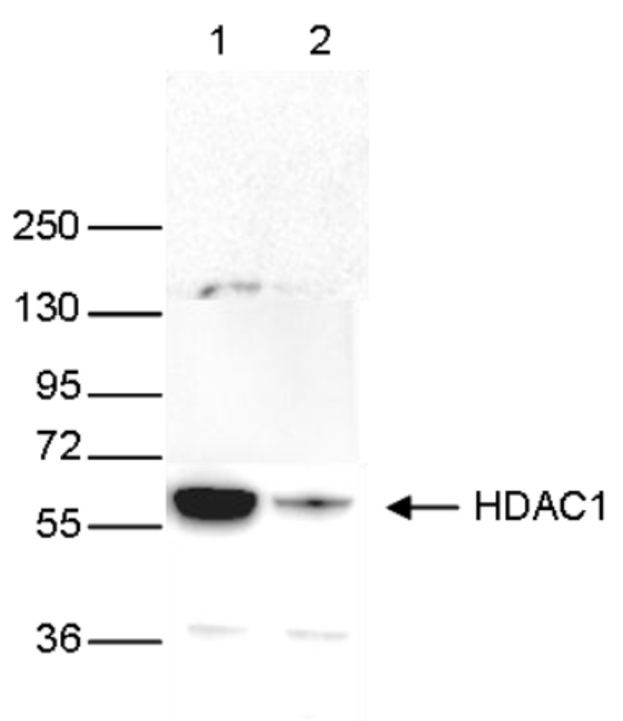 HDAC1 Antibody validated in Western blot