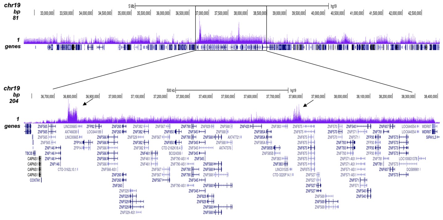 H3K9me3 Antibody ChIP-seq Grade 