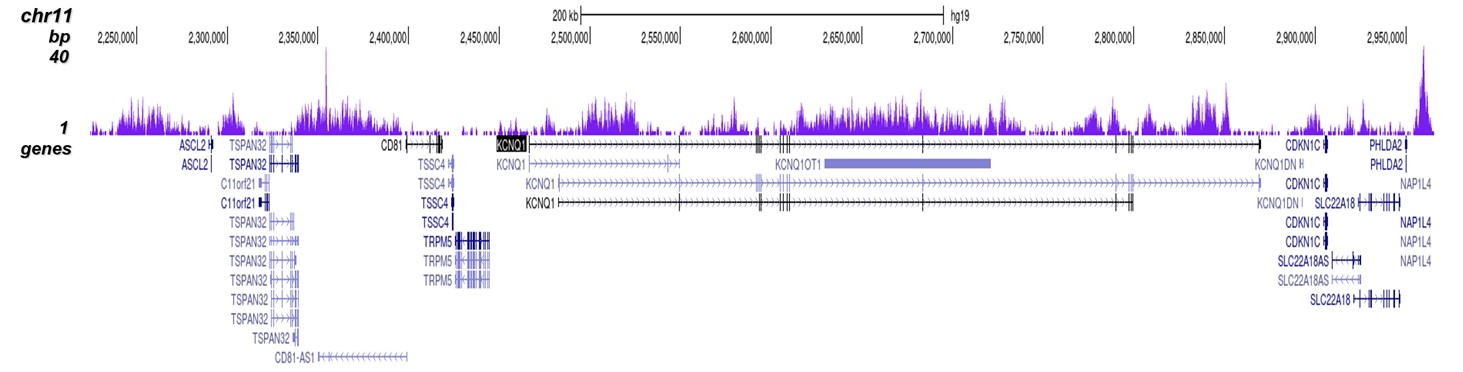 H3K9me3 Antibody ChIP-seq Grade