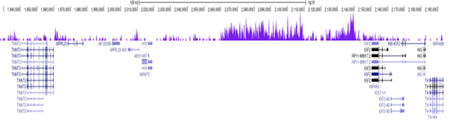 H3K9me3 Antibody ChIP-seq Grade 