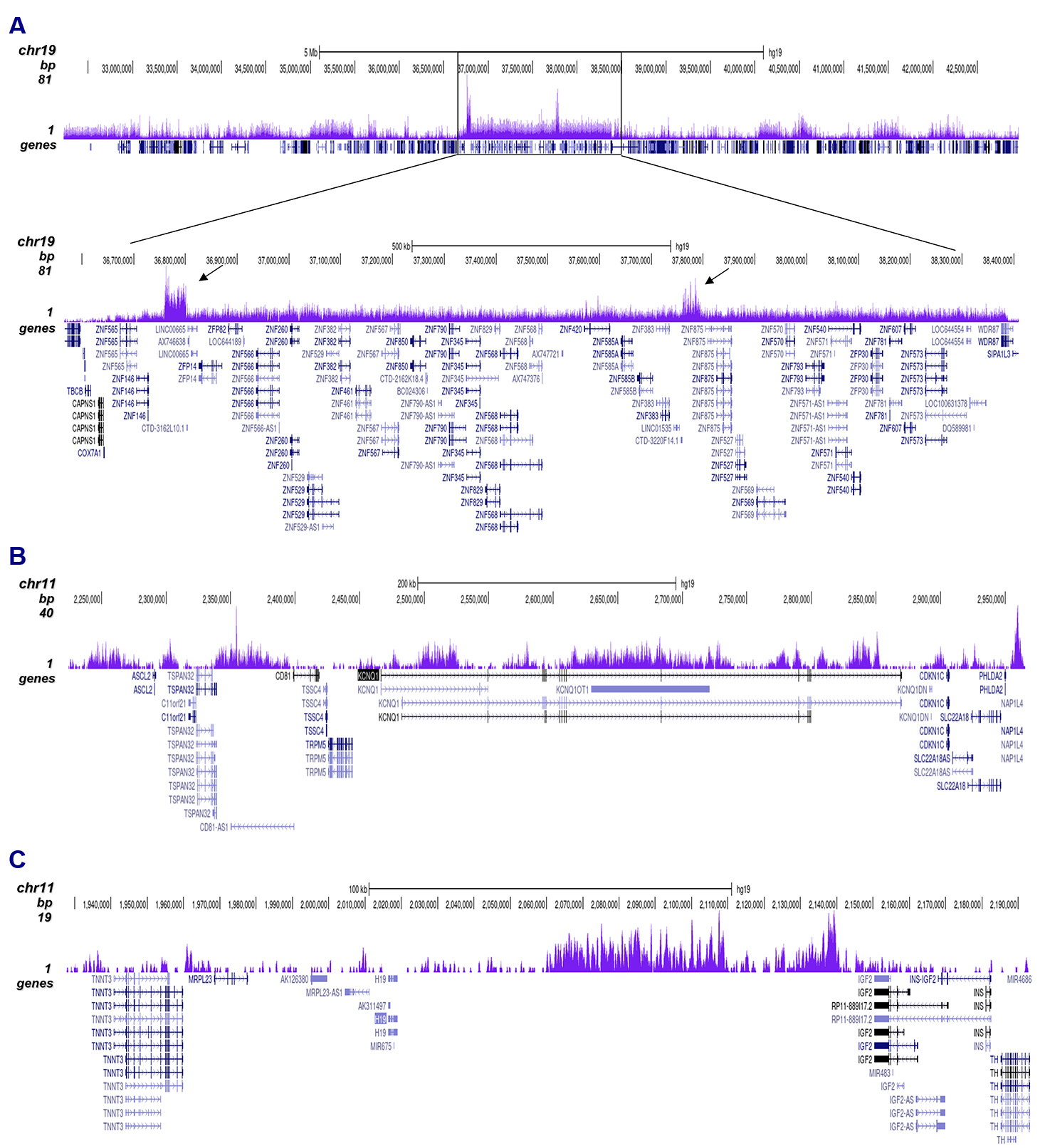 H3K9me3 Antibody ChIP-seq Grade 