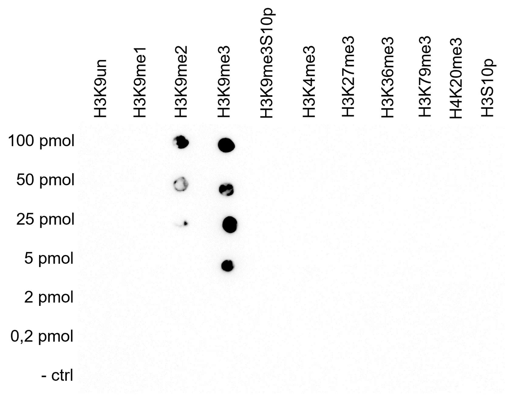 H3K9me3 Antibody validated in Dot Blot