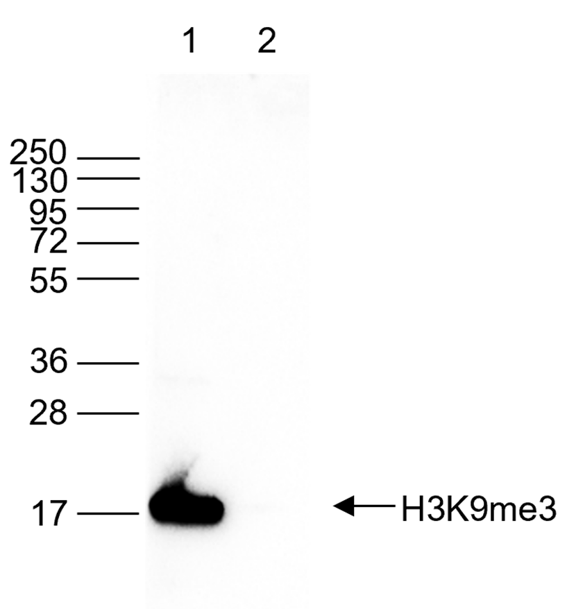 H3K9me3 Antibody validated in Western Blot