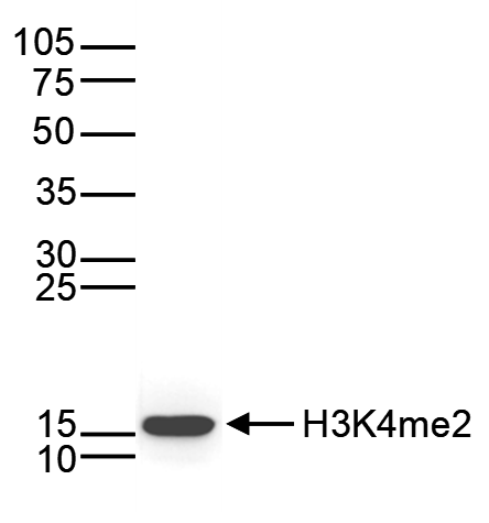 H3K4me2 Antibody validated in Western Blot