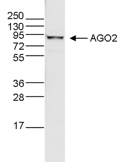 Ago (Argonautes) Antibody validated in WB