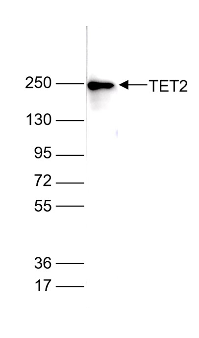 Western Blot