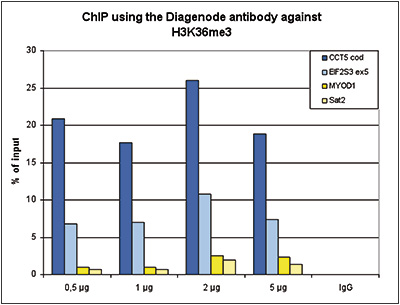 H3K36me3 Antibody ChIP Grade