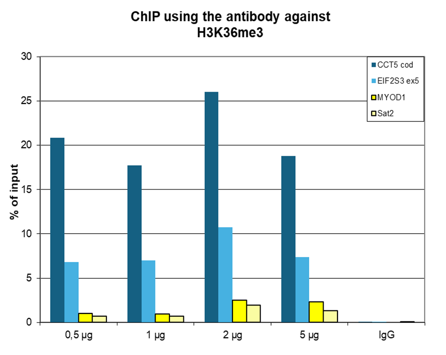H3K36me3 Antibody ChIP Grade