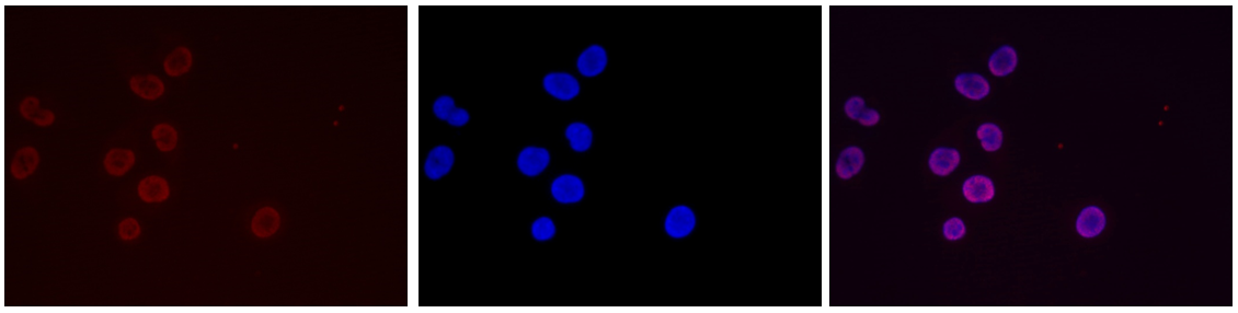 H3K36me3 Antibody validated in Immunofluorescence