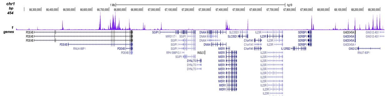 CTCF Antibody for ChIP-seq 