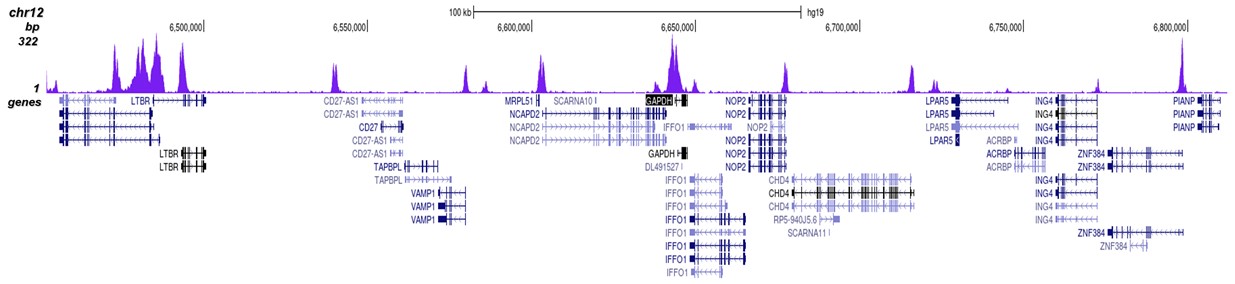 CTCF Antibody for ChIP-seq assay