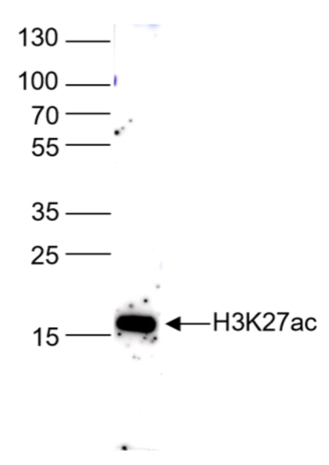 H3K27ac Antibody Western Blot validation