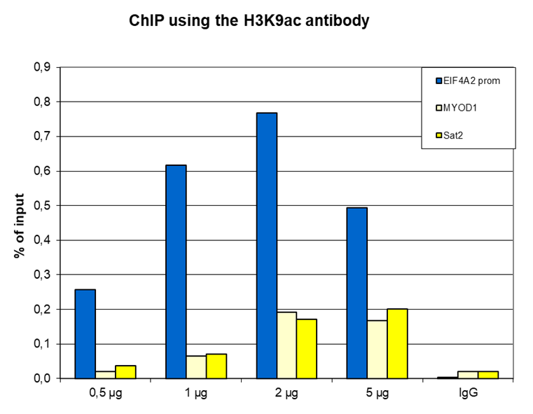 H3K9ac Antibody ChIP Grade