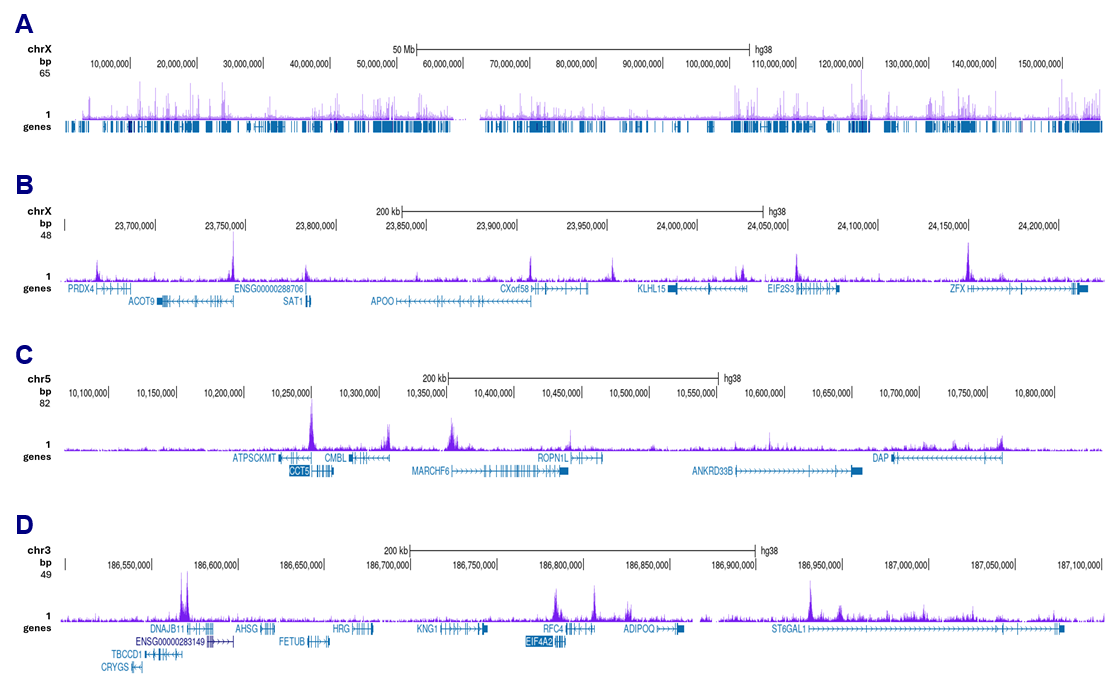H3K9ac Antibody CUT and Tag Grade