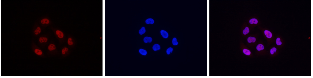 H3K9ac Antibody validated in Immunofluorescence