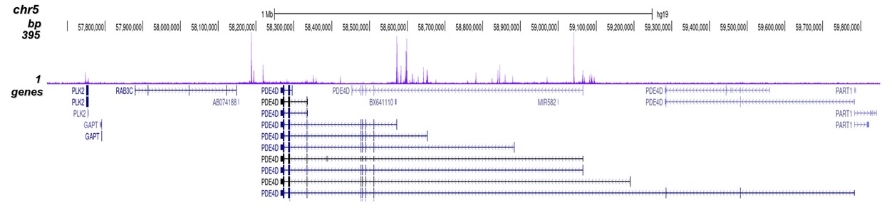 p300 Antibody for ChIP-seq