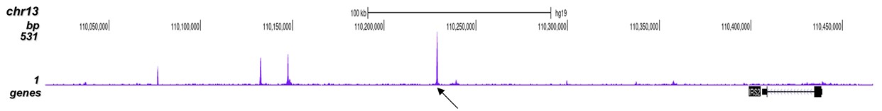 p300 Antibody for ChIP-seq assay