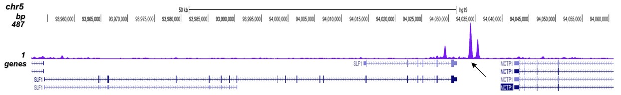 p300 Antibody validated in ChIP-seq