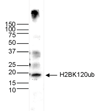 H2BK123ub Antibody validated in Western Blot