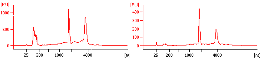 RNA immunoprecipitation