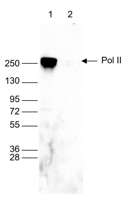 Pol 2 antibody western blot results