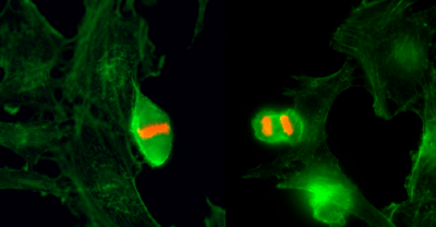 H3T3p Antibody validated in Immunofluorescence