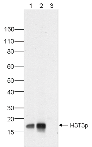 H3T3p Antibody validated in Western blot